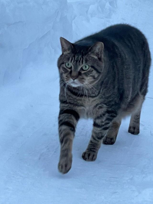 人間も道譲るほどの貫禄があったとか（飼い主さん提供）