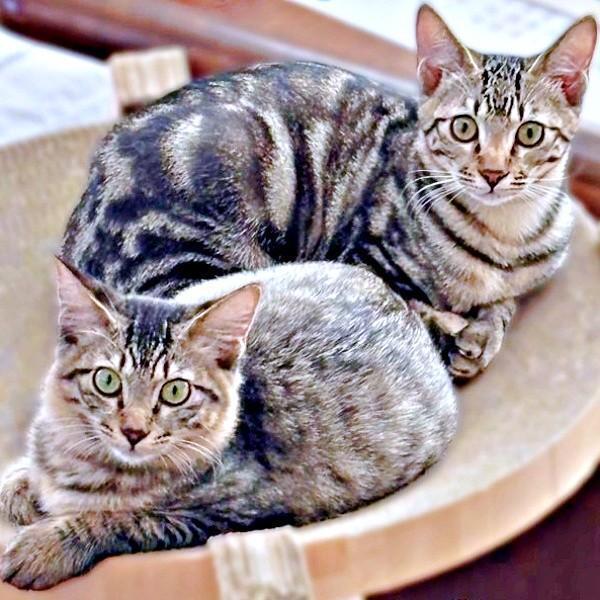 悲しみに沈む家族を救った（左から）ふわりちゃん、ひらりくん（画像提供：とららさん）