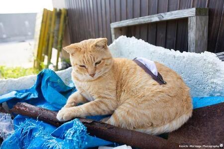 「ネコに縫い付けてるんじゃないか」「AIですよね？」…ティッシュペーパーホルダーになった猫が話題