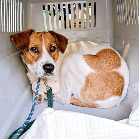 殺処分寸前だった保護犬は人間を怖がりケージに閉じこもった…　愛情を注がれ続け、9カ月後に見せた“涙の変化”に胸がじんわり