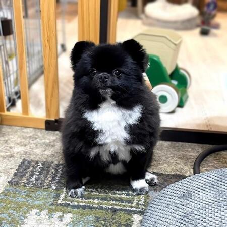 韓国からのコメントに爆笑……愛犬が“人気グルメ”に激似！？　国境を越えた絶妙な例えに14万いいね「センスが面白すぎる」