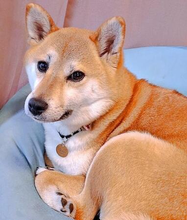 ドッグランで“柴の開き”が完成！？ 撫でられすぎてピーンと伸びた柴犬に「美脚ですね～」「内村航平選手ばりのひねり」と反響