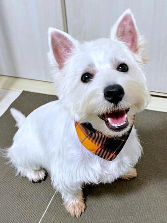 にっこり笑顔がかわいらしいタオくん（画像提供：もちもちたおちさん）