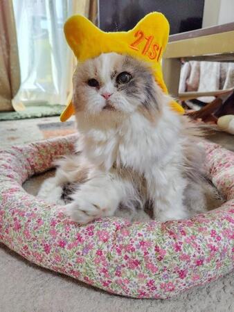 「黒目が取れた」と慌てた18歳　19歳には心筋症に　吐血して寝たきりになってもご飯を催促…21歳で大往生したスコティッシュフォールド