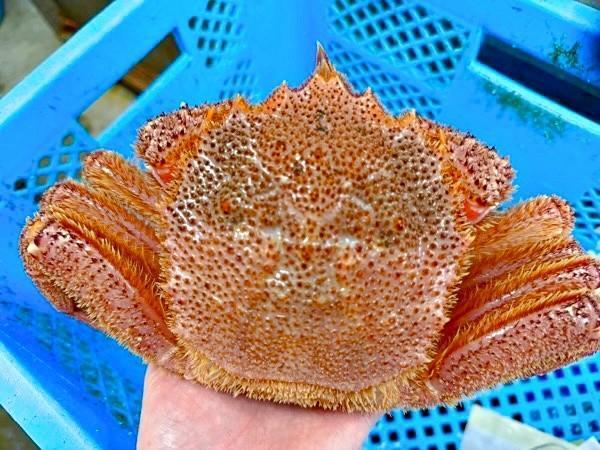 活きのいい毛ガニ（画像提供：荒木鮮魚店 あらきゆうき 【あらっきー】さん）