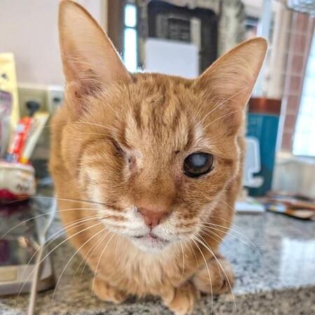 2026年2月のはやてくん。左目に少し濁りがあるもののしっかりした顔つきです