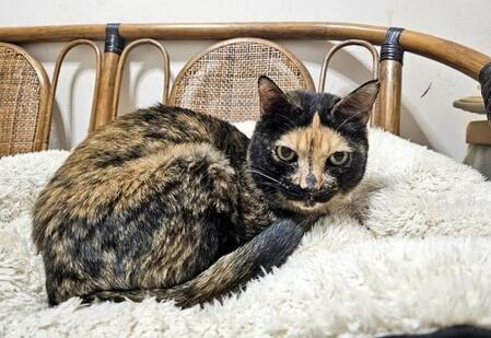 “ほっかむり”しているような毛柄が愛らしいサビ猫　多頭飼育崩壊から救出も、サビ猫は里親が決まりにくい現状