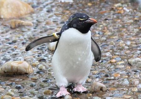 「雪が珍しい？」東京のペンギンが舞い落ちる白い結晶に「パクッ！」「可愛い」葛西臨海水族園