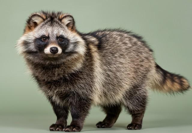 タヌキがうたた寝！？※画像はAIが作成したイメージです（gn8/stock.adobe.com）