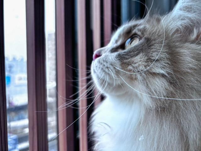 「キッチンには入れない！」徹底が猫を守る（「ねこ大家」さん提供）