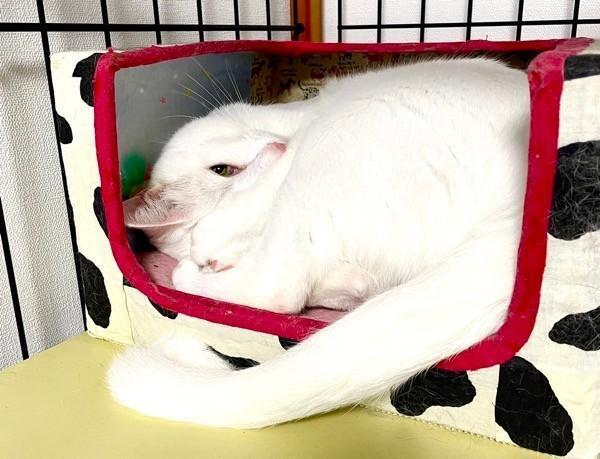 チラッとこちらを見つめるショボくん（画像提供：大和なでしこさん）