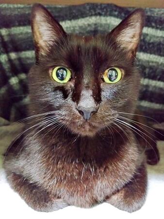 「武士か」「モヒカン猫？」猫の“天然ちょんまげ”姿に18万いいね「全力で笑わせに来てる」