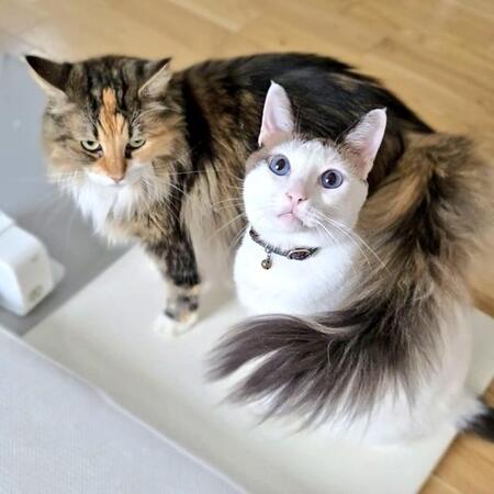 肌寒い日は、ひまりちゃんがつくねちゃんのマフラー代わりに