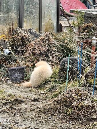 うずくまった白い希少動物　瀕死で暖かい日だまりの中…野生動物の穏やかな最期