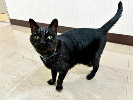 会社のアイドル猫は人間でいえば108歳！足腰は達者でごはんもモリモリ食べる23歳の健康おばあさん　元保護猫で猫嫌いの人間好きの一面も