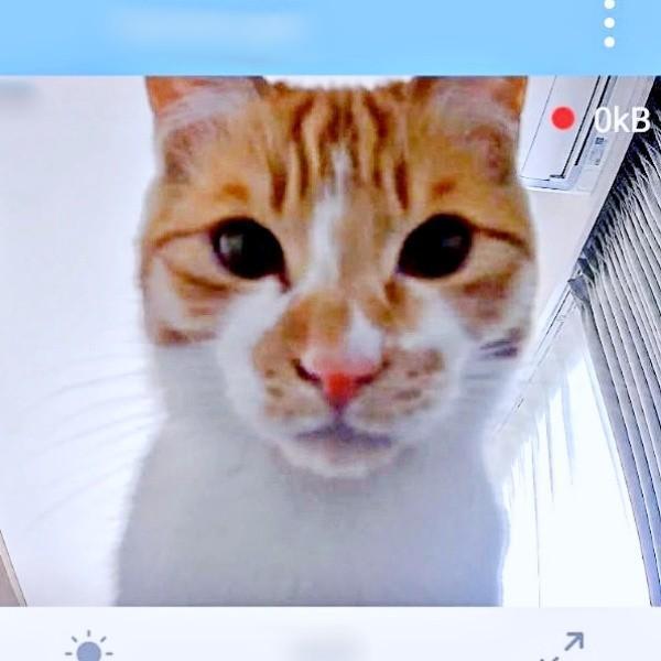見守りカメラを確認したらーー愛猫・もずくくんのドアップショットが！（画像提供：mさん）