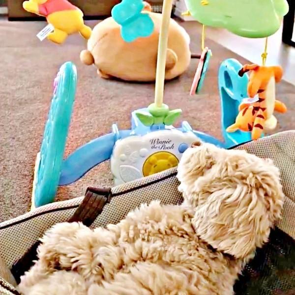 バウンサーで横になってメリーを眺めるきぬくん（画像提供：きぬさん）