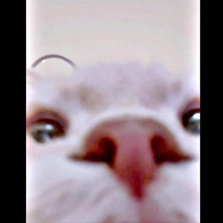 スマホの「フォルダに謎の動画が…」→9分も自撮りしてた猫、“最後の瞬間”にびっくり！　「次は生配信」「鼻息浴びたい」