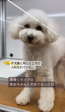 「まっすぐに歩けない、なでられるのも初めて」…繁殖リタイア犬とは？　目を合わせなかった犬が気持ちを伝えるまで