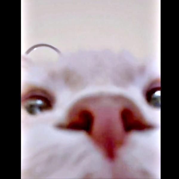 自撮りスタート！？  カメラにドアップで写るつきみくん（画像提供：つきみねこさん）