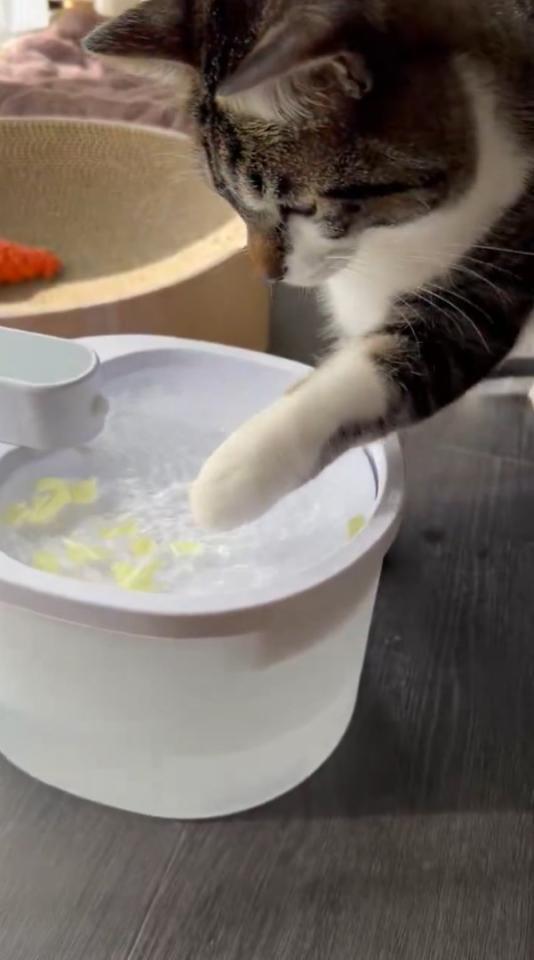 チョイ、チョイ ※動画よりキャプチャ、画像提供：飼い主さん（@nekokawaii1214）