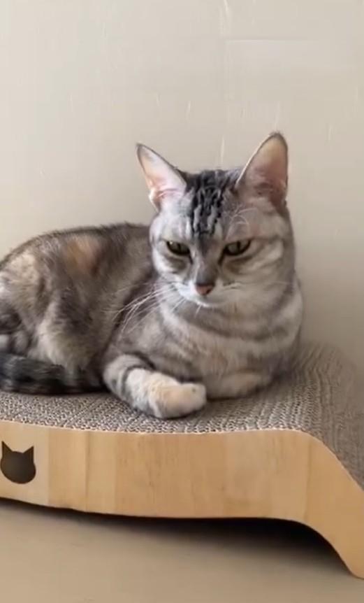 音源に反応した猫さんは、レンレンちゃん（レンレンちゃんの飼い主さん提供、Instagramよりキャプチャ撮影）