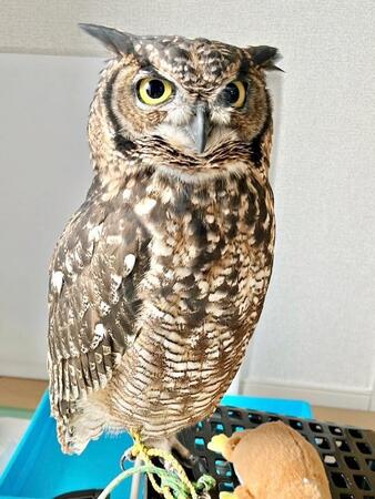 「ゴトッ…」大きな音に、振り向くとフクロウが……！ 「具合悪いの！？ 」飼い主は「心臓止まるかと思った」