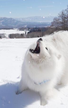 雪山で大はしゃぎの犬さん→「気づいたら抱っこで爆睡、ソリ輸送」姿が「尊い」