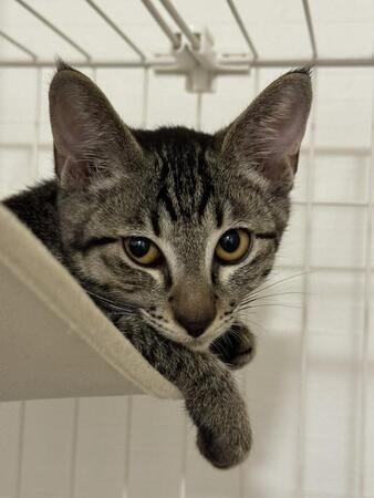 動物に触るのも怖かったのに…ゴミ捨て場に遺棄されていた子猫を迎え生活一変　朝起きると“チュッチュ”甘える愛猫に「かわいすぎてたまらない」