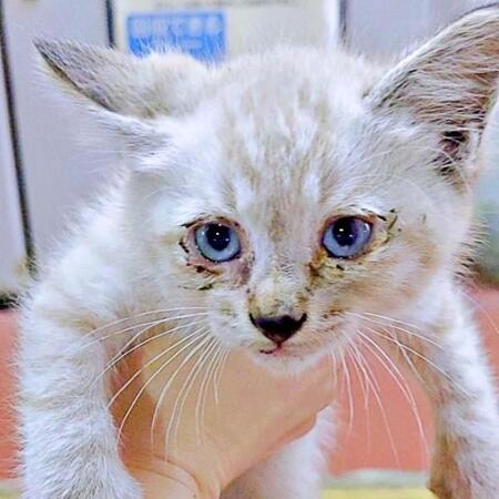 愛犬を亡くした3年後、夜の駐車場で出会った子猫 ボロボロの姿から美しき貴公子になった…ダブルの意味で驚きのビフォーアフター