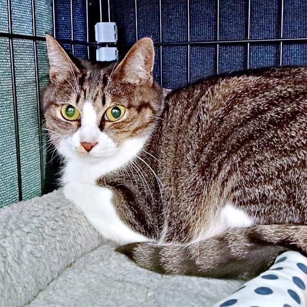 お迎え2日目、緊張した面持ちのルナちゃん（画像提供：yuさん）