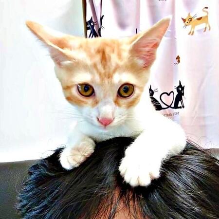 大きな犬にもひるまず「シャー!」神社で保護された勇敢な茶トラ子猫 新婚夫婦に迎えられ…新しいおうちが嬉しくて家中を走り回る!