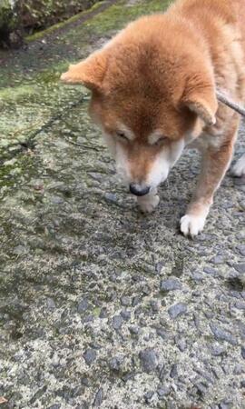 しょんぼり…ご飯も喉を通らないひまわりちゃん（「柴桜 三朗太」さん提供、Xよりキャプチャ撮影）