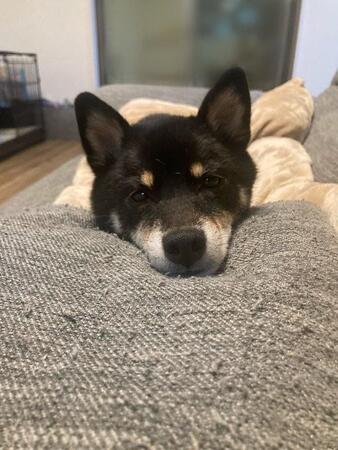 明るい日差しの部屋、手で目をおおう柴犬「マブシーヌ」「暖かい日向に居たいんだろうね」