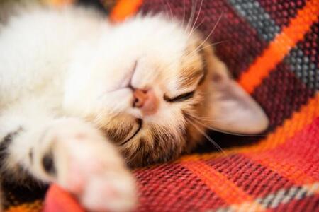 愛猫の”困った不思議な行動”ランキング……3位「高い所から見下ろす」、2位「狭いところに入りたがる」、1位は？