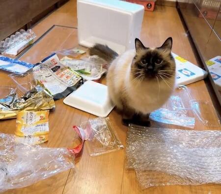 ペット可賃貸で猫の写真提出はなぜ？「やんちゃそうなら落ちるのかな」投稿された猫さん「可愛いから合格」