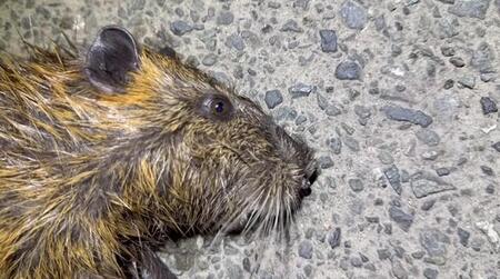 「日本の自然を守りたい」外来種を駆除する活動家　夜の用水路でヌートリアの痕跡をたどっていくと…“野生”のアライグマと遭遇！？