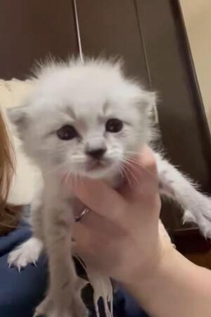 「母猫が世話しなかったので」生後4日で保護した“真っ白な子猫”→成長後のまさかの変化に反響
