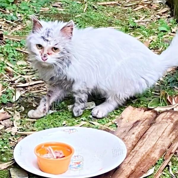 保護前、全身にとりもちがからまっていたあめくん（画像提供：naoさん）