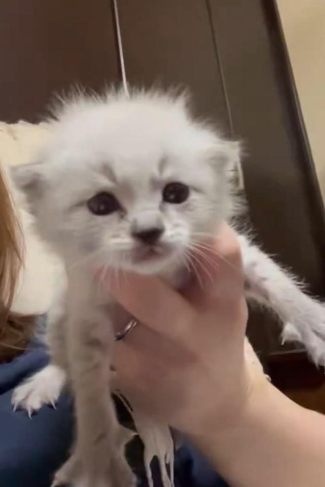 【ビフォー写真】ゆりちゃんは、黒猫から生まれた白猫だったが…（もずのあさん提供、Xよりキャプチャ撮影）