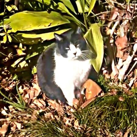 「保護したのは間違いだった？」三日三晩、飲まず食わずで怯える元野良猫　落ちこむ飼い主を救ったのは、SNSの温かな言葉　1週間後ついに…