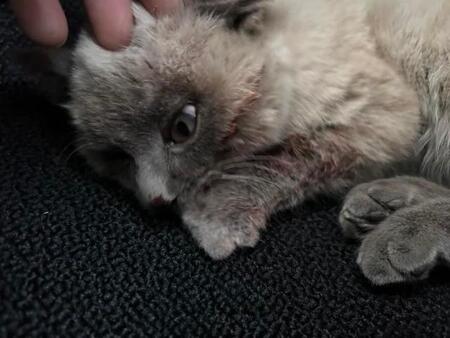 「もうだめかも」と思った命が…国道で保護された子猫、72時間の奇跡