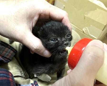 看取り覚悟の深夜1時半「この子はまだ戦っている」瀕死の子猫を夜間救急へ　「いつ亡くなっても」宣告から持ち直し、新しい家族のもとへ