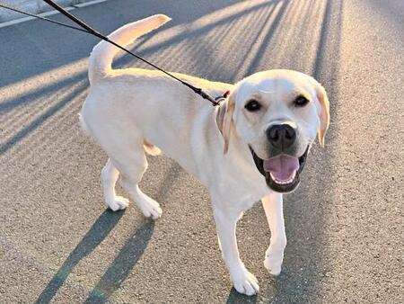 「おそとボタン押したのに…」拗ねてジト目のラブラドールが可愛すぎて悶絶　気づかなかった飼い主さん、「ごめんね」と平謝り