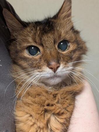 話しかけると必ず「ん～」と返事した愛猫　20歳の誕生日目前に別れ…飼い主が教えられた猫の愛くるしさと命の尊さ