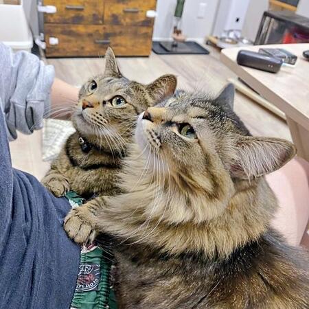 まるで「りくりゅう」！？ 猫2匹の毛づくろいが完全シンクロ　息ぴったりのポーズに2.2万いいね　「金メダルにゃ」