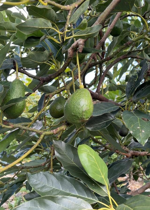 実家の山で育ち、結実したアボカドの実／hisaさん（@hisa.by）提供