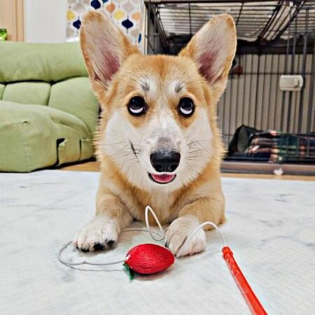 「はい、こちらお客様相談室です」コーギーのお客様対応が衝撃の結末　上目遣いの“テヘペロ顔”に「バナナマンの日村さんみたい」