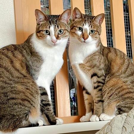 窓辺でファンサする猫兄妹　通行人の手振りを眺めて1時間　かわいすぎるペアに「アイドルですね」「会えたら眼福♡」