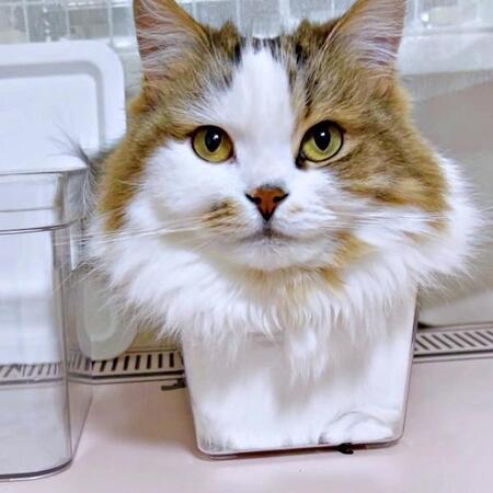 体はどこ！？深さ9cmの箱から“顔だけ”猫「縮尺おかしくないか？」　衝撃の姿に「猫は液体」「チシャ猫みたい」10万いいね